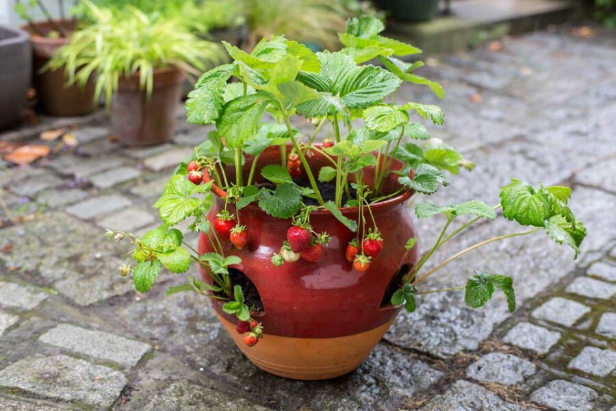 Cultivo de Fresas: Una Guía Completa para Todos los Espacios 3